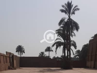 Commercial Land for Sale in Maryotaya, Giza - 66cc0f321ccfc. jpeg