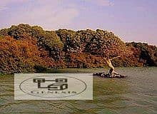 10 220px-Kamaran_Island_mangrove. jpg